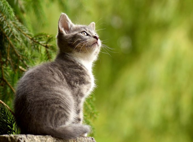 Wallpaper kitten, cat, cute, 4k, Animals 3252515056
